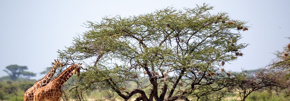 Somalia Somalia
